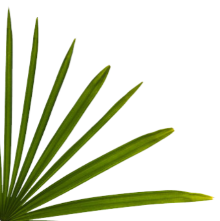 Botaanikaaia ja Teletorni ühispilet